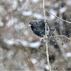 Common Starling