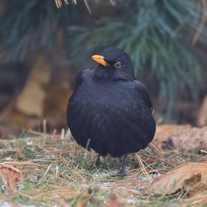 Eurasian Blackbird