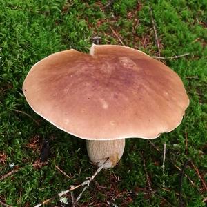 King Bolete