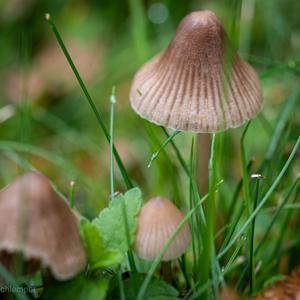 Non-inky Coprinus