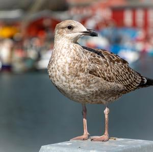 Herring Gull