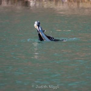 Great Cormorant