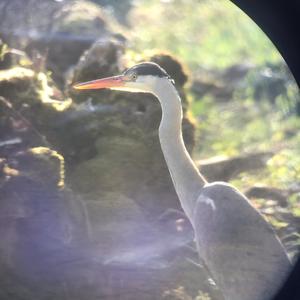 Grey Heron