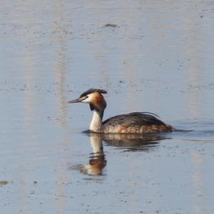 Great Crested Grebe