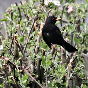 Eurasian Blackbird