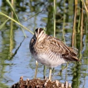 Common Snipe