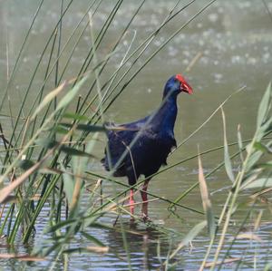 Purple Swamphen