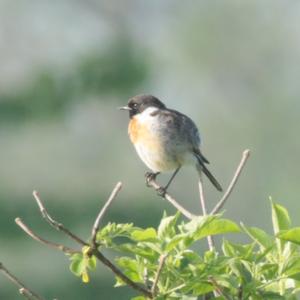 European stonechat