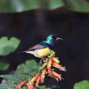 Variable Sunbird