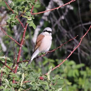 Red-backed Shrike