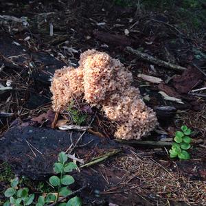 Eastern Cauliflower Mushroom