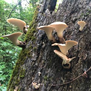 Dryad`s Saddle