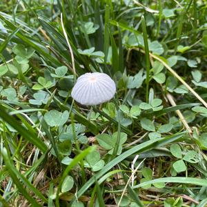 Parasol Mushroom