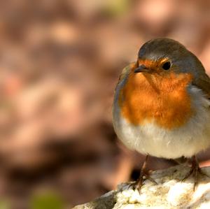 European Robin