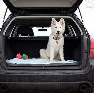 Berger Blanc Suisse