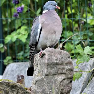 Common Wood-pigeon