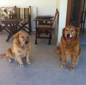 Unknown Breed