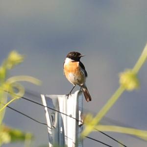 European stonechat