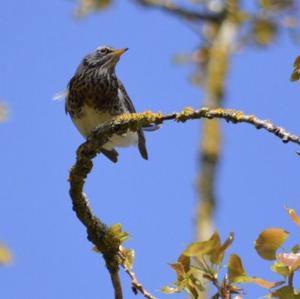 Fieldfare