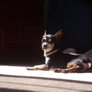 Chihuahua