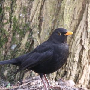 Eurasian Blackbird