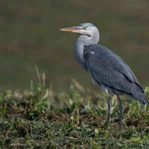 Grey Heron