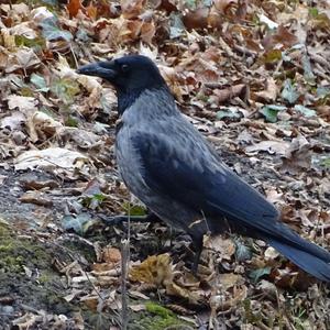 Hooded Crow