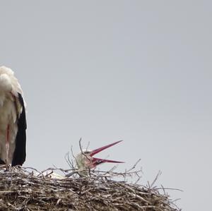 White Stork