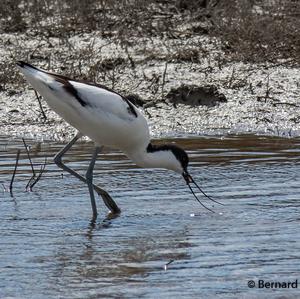 Pied Avocet