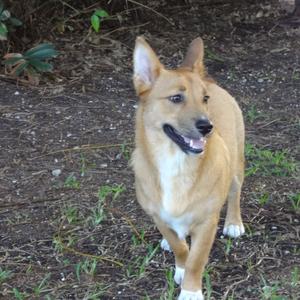 Welsh Corgi (Pembroke)