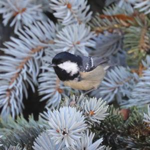 Coal Tit