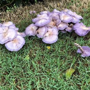 Strong-scented Blewit