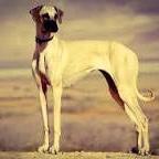 Arabian Greyhound