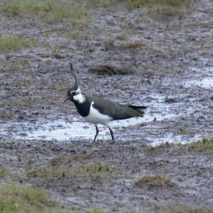 Northern Lapwing