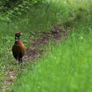 Common Pheasant