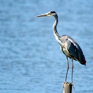 Grey Heron