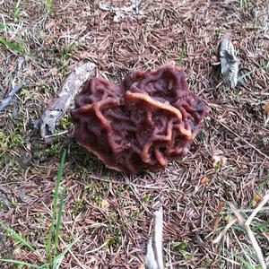 Conifer False Morel