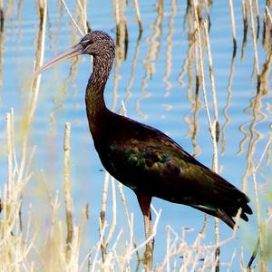 Glossy Ibis