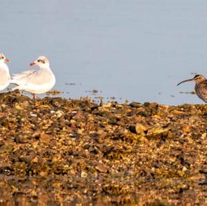 Eurasian Curlew