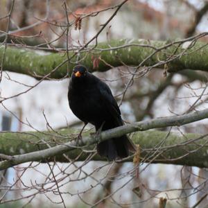 Eurasian Blackbird