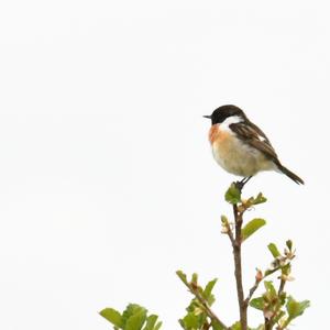 European stonechat