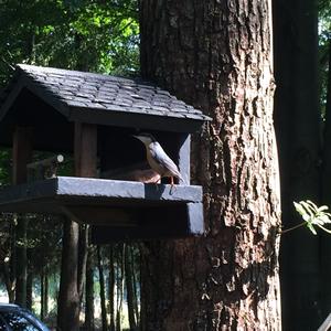 Wood Nuthatch