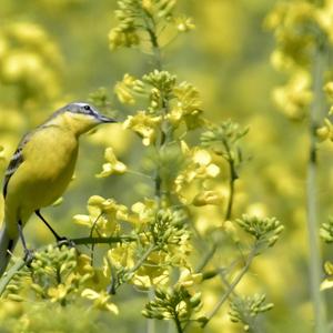 Yellow Wagtail