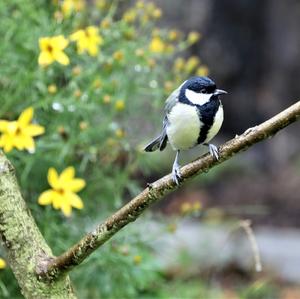 Great Tit