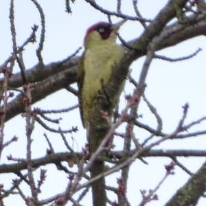 Eurasian Green Woodpecker