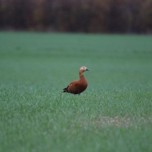 Ruddy Shelduck