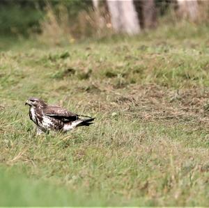 Common Buzzard