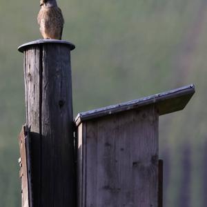 Common Kestrel