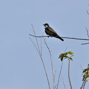 Eastern Kingbird