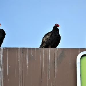 Turkey Vulture